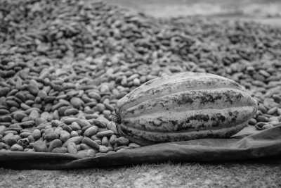 Mexico - Tuxtla Chico - Explore Chiapas Mexico - Mangroves beach, mountains and jungle! - 2