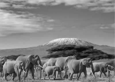 Tansania - Safari in Tanzania - The Adventure of your Lifetime! - JoinMyTrip