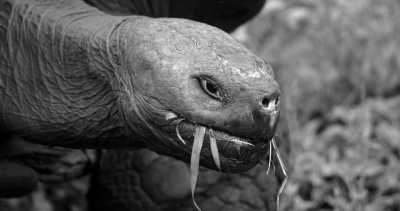 Welt - Galapagos Islands - Weltreise - Afrika, Asien & Amerika - 2