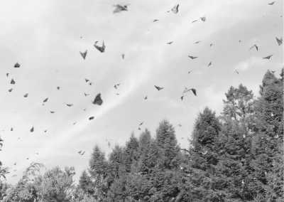 Mexico - Monarch Butterfly Sanctuary Sierra Chincua - Mexico City: Monarch Migration Expedition