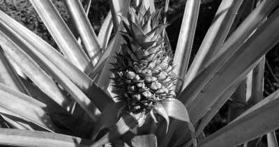 Costa Rica - La Gamba centro - Co-working und Volunteering im Regenwald Costa Ricas - 38