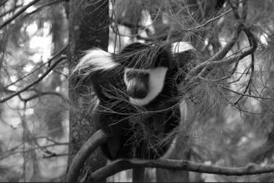 Ethiopia - Menagesha Forest - Discover Addis Ababa - The real Ethiopia with a local! - 1