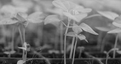 Costa Rica - La Gamba centro - Coworking or Volunteering from/in Costa Rica - 30