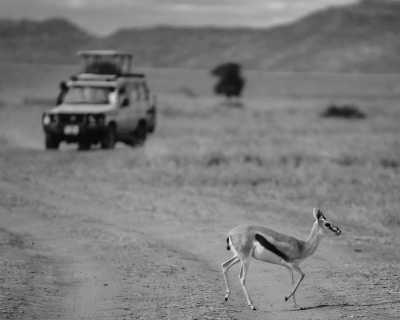 Tanzania - Arusha Airport - 4 Day Safari Adventure in Tanzania: Serengeti, Ngorongoro, Lake Manyara, Africa - Small Group