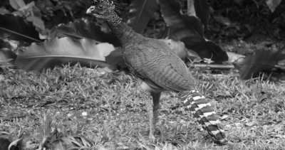 Costa Rica - La Gamba centro - Coworking or Volunteering from/in Costa Rica - 33