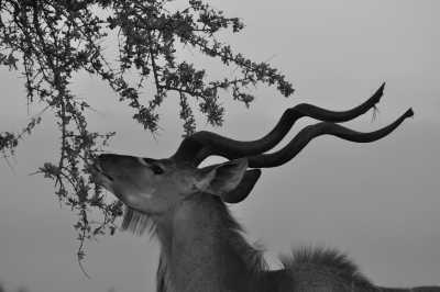 South Africa - Skukuza Rest Camp - Südafrika: Das Biospärenreservat Krüger / Blyde River und die Kapregion - die wilden Tiere warten - 2