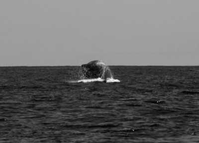 Portugal - São Miguel - Azores - WaterWellness, OceanLife & Volcanic treasures - 4