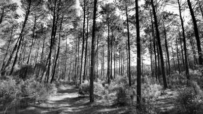 Europa - Landes de Gascogne Regional Natural Park - Southwestern France and Northern Spain in 6 days (City Visits, Natural Parks, B&B and Nature Camping) - 2