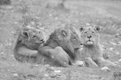 South Africa - Addo-Elefanten-Nationalpark - Südafrika: das Kap, der Wein, die große und kleine Karoo, Gardenroute, garantierte Durchführung - 1