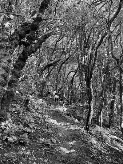 Spain - Anaga Rural Park - Enjoy the nature of Tenerife 🌴 Hike to beautiful viewpoints, jump into natural volcanic pools and explore its Nationalparks! - 3