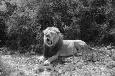 Südafrika - Addo Elephant National Park - 🌄 Cape Town and Garden Route with a local - 10 Days  🌞   Best of South Africa  🌅 - 1