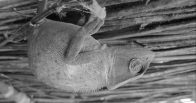 Western Africa - Buniadu - Abenteuerreise nach Afrika - Gambia 😊 - 16