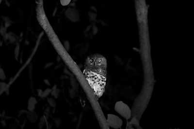 Southern Africa - Savuti - Botswana Explorer - Entdecke Botswana's Natur und Tierwelt im 4x4 - 5