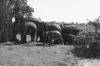 Sri Lanka - Unawatuna - Kurztrip nach Ella, Sri Lanka - Udawalawa Nationalpark, Little Sigiriya und Mehr! - 4