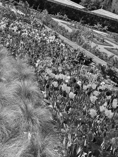 United States - The North Carolina Arboretum - USA Road Trip - Spring Rhododendrons in Blue Ridge parkway and Great Smoky Mountains, tunnels and waterfalls! - 3