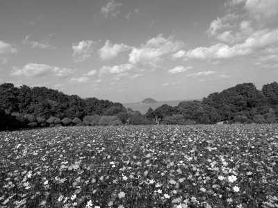 Japan - Nokonoshima Island Park - Experience Karatsu Kunchi Floats Festival and Autumn Cosmos Flowers Overlooking the Ocean in Japan - 3