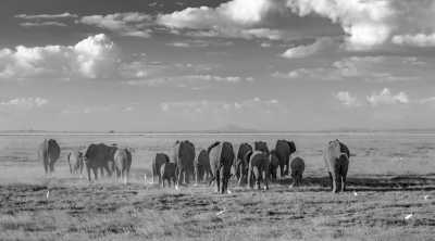 Kenia - Amboseli National Park - Kenya Safari in 7 Days Visit 4 Destinations in Kenya - 4