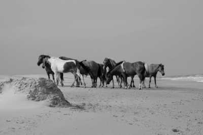 Europa - Camargue - ONLY GIRLS VANILFE TRIP in SOUTH of FRANCE: Visiting Cities, Art, Culture, Exploring Landscapes & Wild Horses - 2