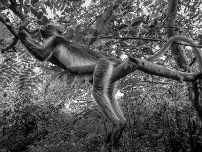 Tansania - Jozani Forest - Wanderlust in Tanzania - From Dar Es Salam to Zanzibar! Female Only - 1