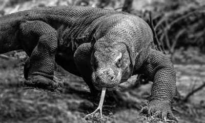 Indonesien - Komodo Island - Trip to Komodo Island: Pink beaches, Snorkeling, Staying in a Traditional Village in Indonesia and more - 6