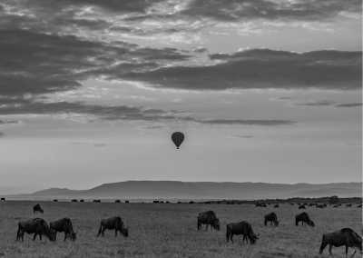 Tansania - Ruaha National Park - Discover the Magic of Tanzania: Mikumi, Udzungwa Mountain and Ruaha National Parks - 1
