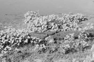 Sri Lanka - Unawatuna - Kurztrip nach Ella, Sri Lanka - Udawalawa Nationalpark, Little Sigiriya und Mehr! - 3