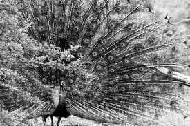 Sri Lanka - Udawalawe National Park - Sri Lanka Calling - HISTORY - CULTURE - SURF - HIKE - NATIONAL PARK & AMAZING FOOD - 3