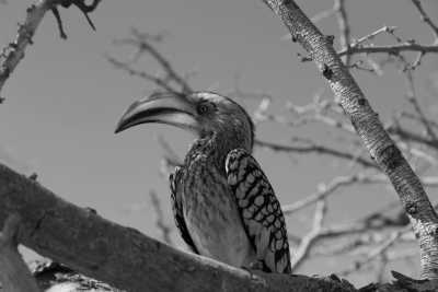 Namibia - Windhuk - Namibia - Eine unvergessliche Reise mit Tierbegegnungen