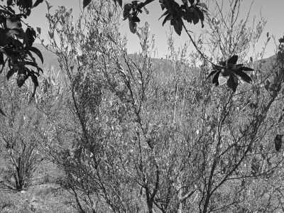 Colombia - Pueblo Bello - Colombia Guided Trip: Nabusimake,  Sierra Nevada de Santa Marta Trekking in a Coffe Finca of a Mamo Elois - 11