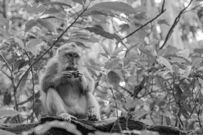 Indonesia - Monkey forest - Hike & Bike Bali's Natural Wonders: Rice Terraces, Beaches, Waterfalls, Volcanoes and Hot Springs