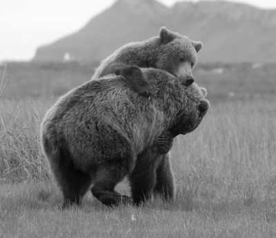 United States - Canyon Village - Yellowstone Trip over Labor Day Week. Includes all famous geysers, wildlife tours, scenicruiser tours, wild west wagon and cookout. - 3