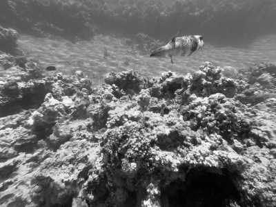 Jordan - Aqaba - Explore Jordan's Timeless Beauty: From Petra to Wadi Rum - 2