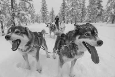 Schweden - Umeå - Dog Sledding Tour in Sweden - Huskies, Northern Lights and Wilderness - 1