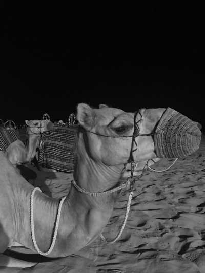 United Arab Emirates - Platinum Heritage Desert camp - Ultimate Dubai Getaway: Indulge in 6 Nights of Luxurious Bliss - 8