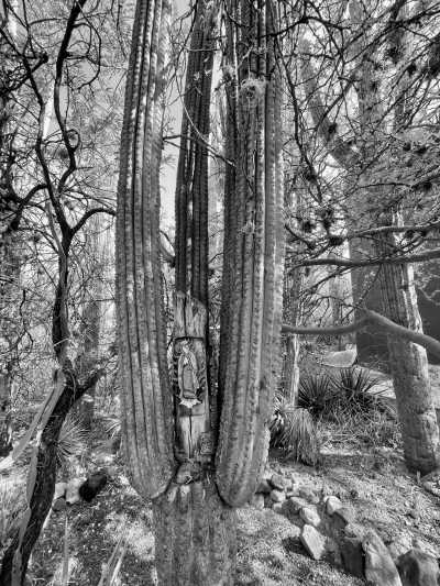 Mexico - Helia Bravo Hollis Botanical Garden - DAY OF THE DEAD AT OAXACA - 2