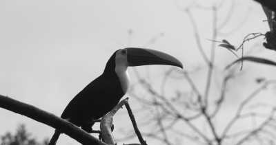 Costa Rica - La Gamba centro - Co-working und Volunteering im Regenwald Costa Ricas - 1