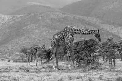 Tanzania - Serengeti National Park - 5 Days Tanzania Safari to Tarangire, Serengeti and Ngorongoro Crater