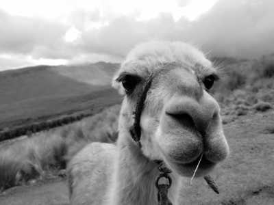 Ecuador - TelefériQo Cable car - Enjoy Quito, Ecuador: Cable Cars with Stunning Views, Horseback Ride Around Volcanoes, Swim in Hot Springs,Taste Ecuadorian Chocolate & MORE! - 6