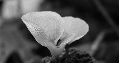 Costa Rica - La Gamba centro - Coworking or Volunteering from/in Costa Rica - 8