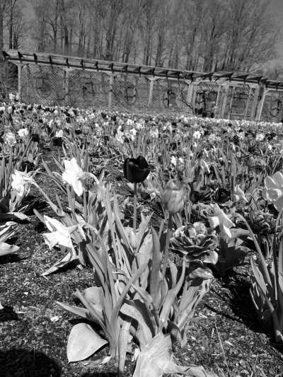 United States - The North Carolina Arboretum - USA Road Trip - Spring Rhododendrons in Blue Ridge parkway and Great Smoky Mountains, tunnels and waterfalls! - 2