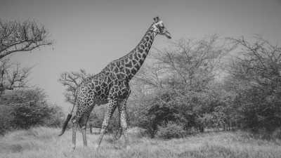 Senegal - Bandia Reserve - Explore the Gateway to Africa - Senegal!