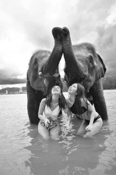 Thailand - Bathing with Elephants - Swimming with Elephants and Snorkeling in Phuket, Thailand: Island Paradise, Majestic Elephants, Spectacular Snorkeling, and Local Cuisine - 9