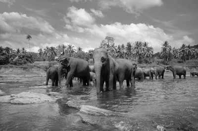 Sri Lanka - Kandy - Sri Lankan Splendor: Discover Sri Lanka's Rich Heritage and Natural Beauty on Our 6-Day Journey! - 2