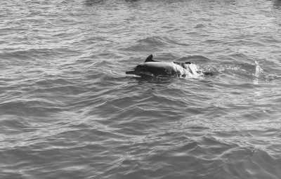 India - Palolem Beach - Unveiling Mystical Goa: Beaches, Parties, and Cultural Delights - Experience Goa like a Local - 3