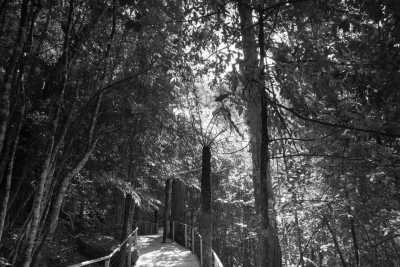 Australia - Blue Mountains - Ultimate 6-Day Sydney Adventure: Explore Iconic Sights, Boat Tours, Mountain Ranges, Beach Walks, and Culinary Delights in Australia - 5