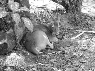 Belize - The Belize Zoo and Tropical Education Center - Experience Belize Like a Local: Authentic Travel Adventures Await - 3