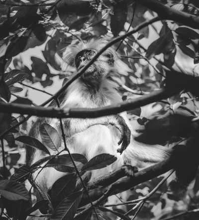 Tansania - Jozani Forest National Park Mangrove Walk - Holiday with the kids in Zanzibar! Beach 🏝️ Snorkelling 🤿 and Forest Tour! 🌳 - 2