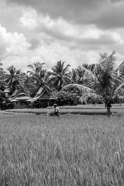 Indonesia - Ubud - Co-working in Bali: Ubud City Center, Snorkelling Experience, Gates of Heaven, Volcano Hike, Monkey Forest, Elephant Cave, Balinese Cooking Class and so Much More! - 4