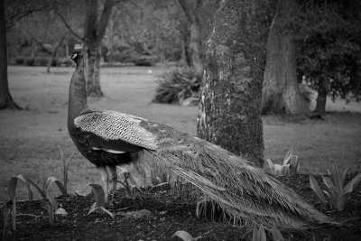 Kanada - Victoria’s Chinatown - Let's explore British Columbia's capital, Victoria, on beautiful Vancouver Island! - 4