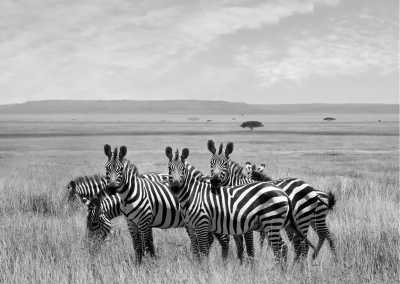 Tanzania - Serengeti National Park - Ultimate Serengeti to Zanzibar Trip: Explore the Best of Tanzania - 1
